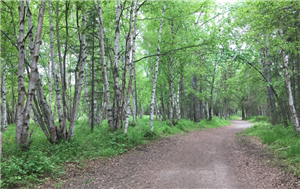 Black Bear Trail 